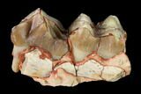 Oreodont (Merycoidodon) Jaw Section - South Dakota #146167-1